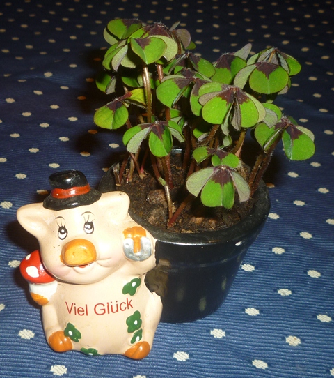 Schwein gehabt.jpg