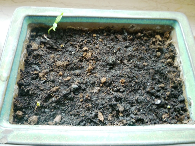 Chile de arbol.jpg