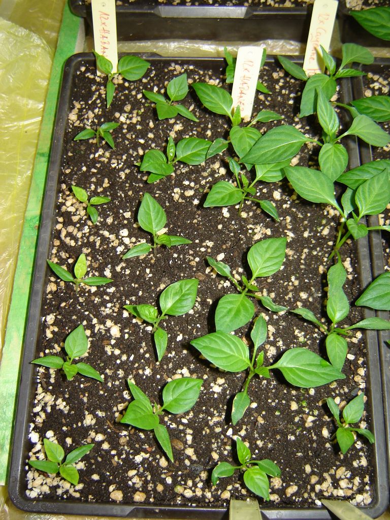 Chiliaussaat_2013_45.jpg