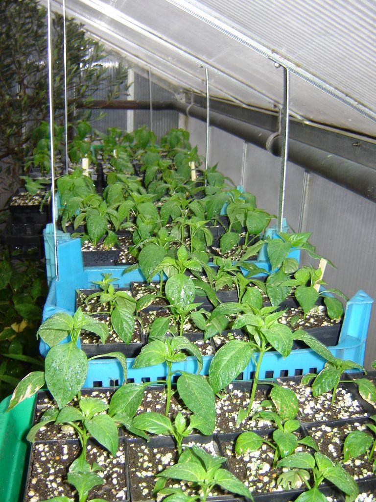 Chiliaussaat_2013_48.jpg