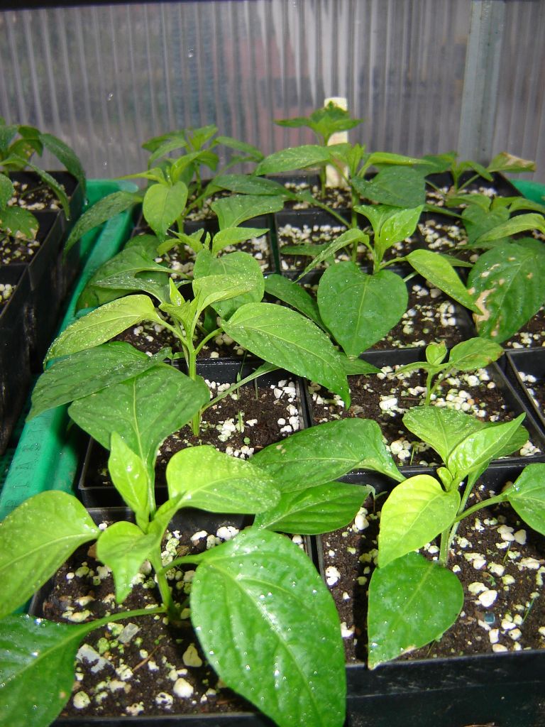 Chiliaussaat_2013_50.jpg