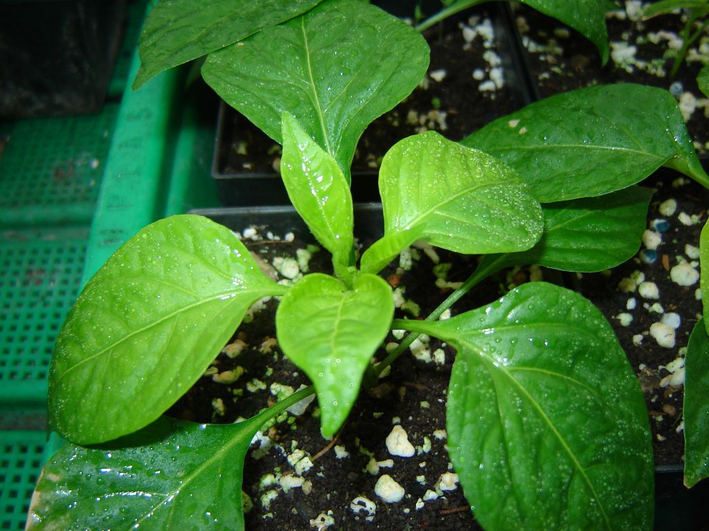 Chiliaussaat_2013_51.jpg