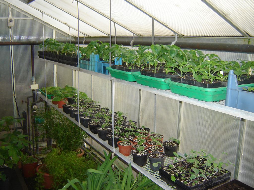 Chiliaussaat_2013_55.jpg
