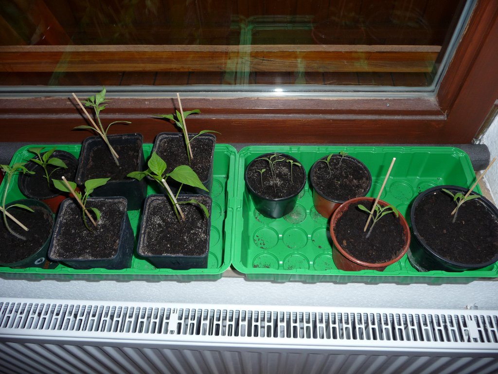20130419_Pflanzal_1.JPG