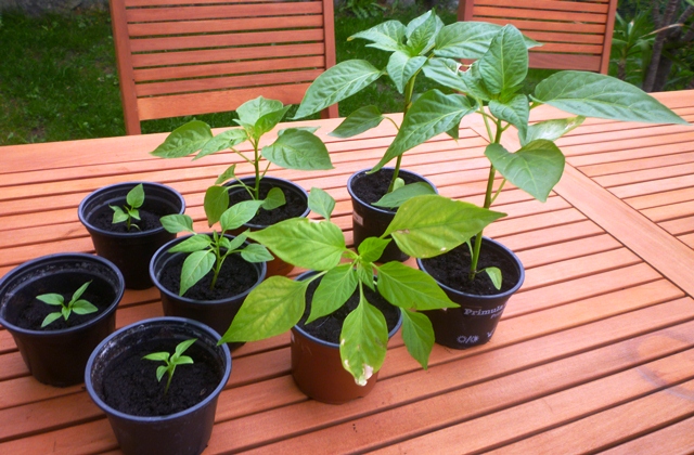 Chilli_2013.jpg