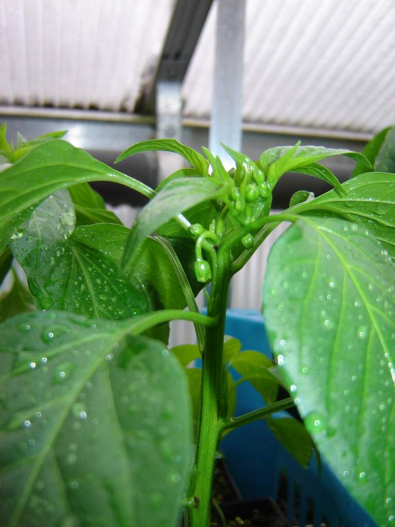 Chiliaussaat_2013_57.jpg