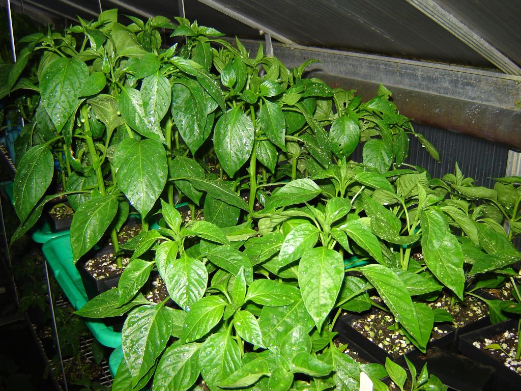Chiliaussaat_2013_60.jpg