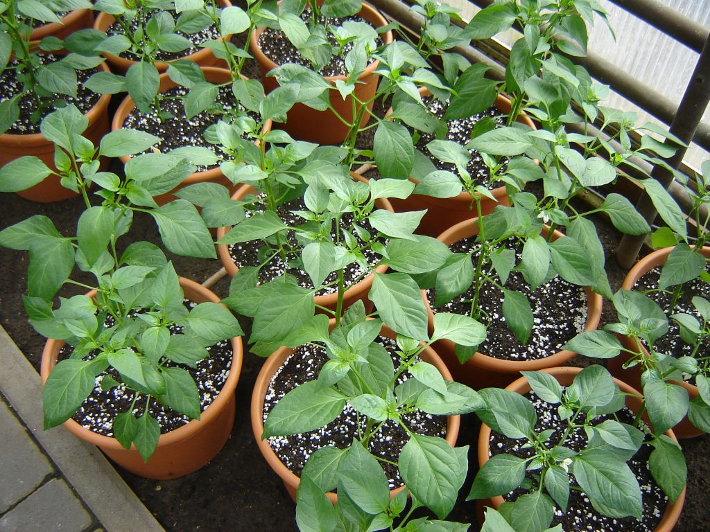Chiliaussaat_2013_62.jpg