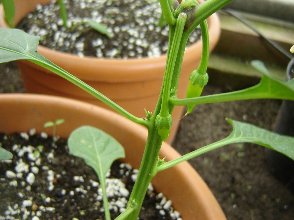 "Cayenne"
