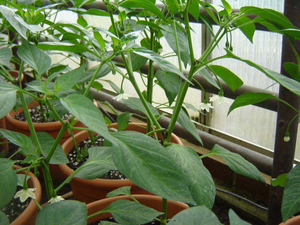 "Cayenne"