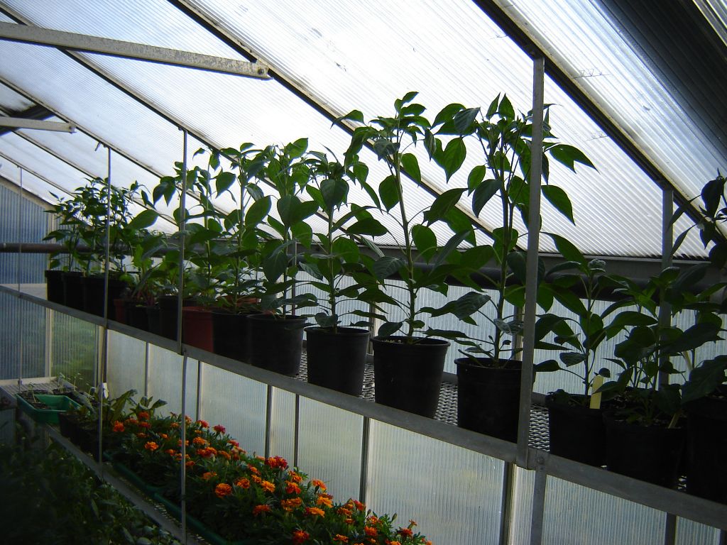 Chiliaussaat_2013_69.jpg
