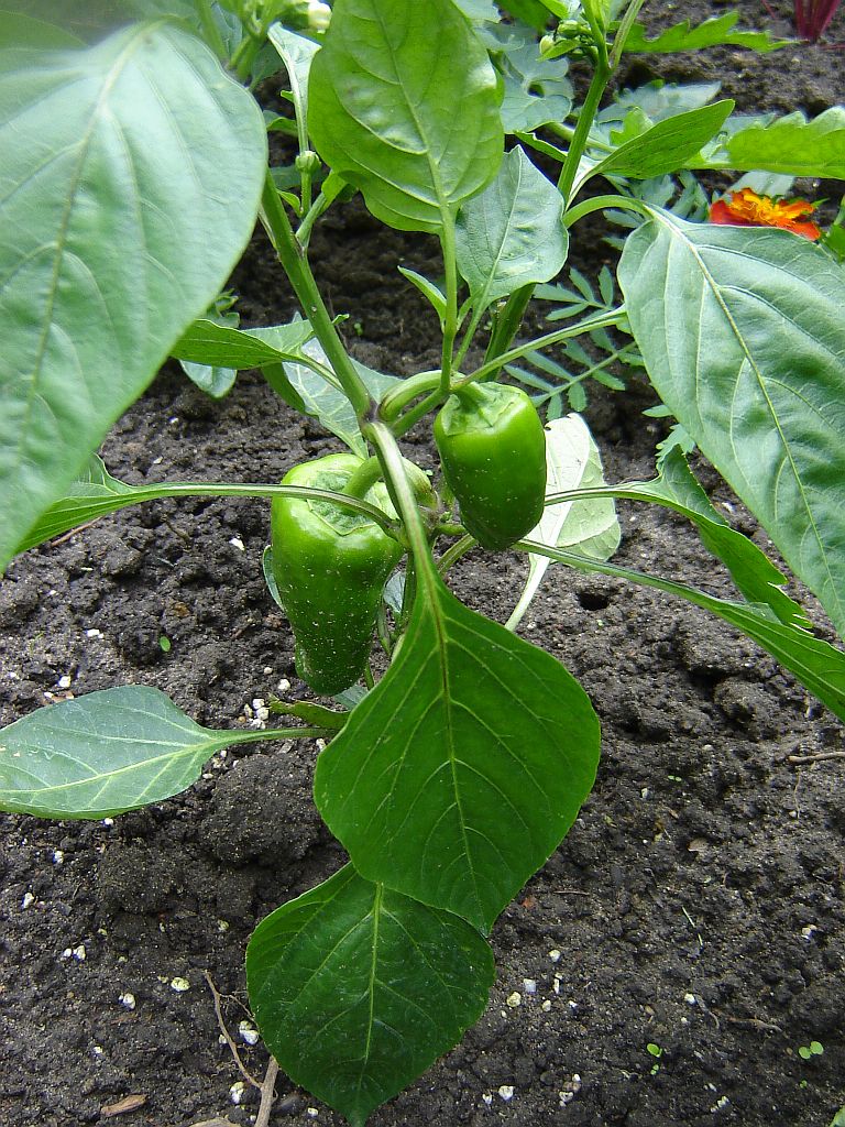 Chiliaussaat_2013_72.jpg