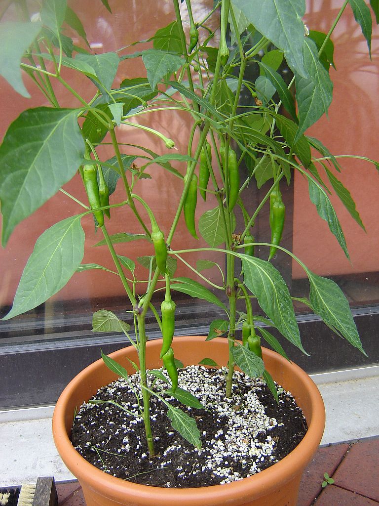 Chiliaussaat_2013_73.jpg