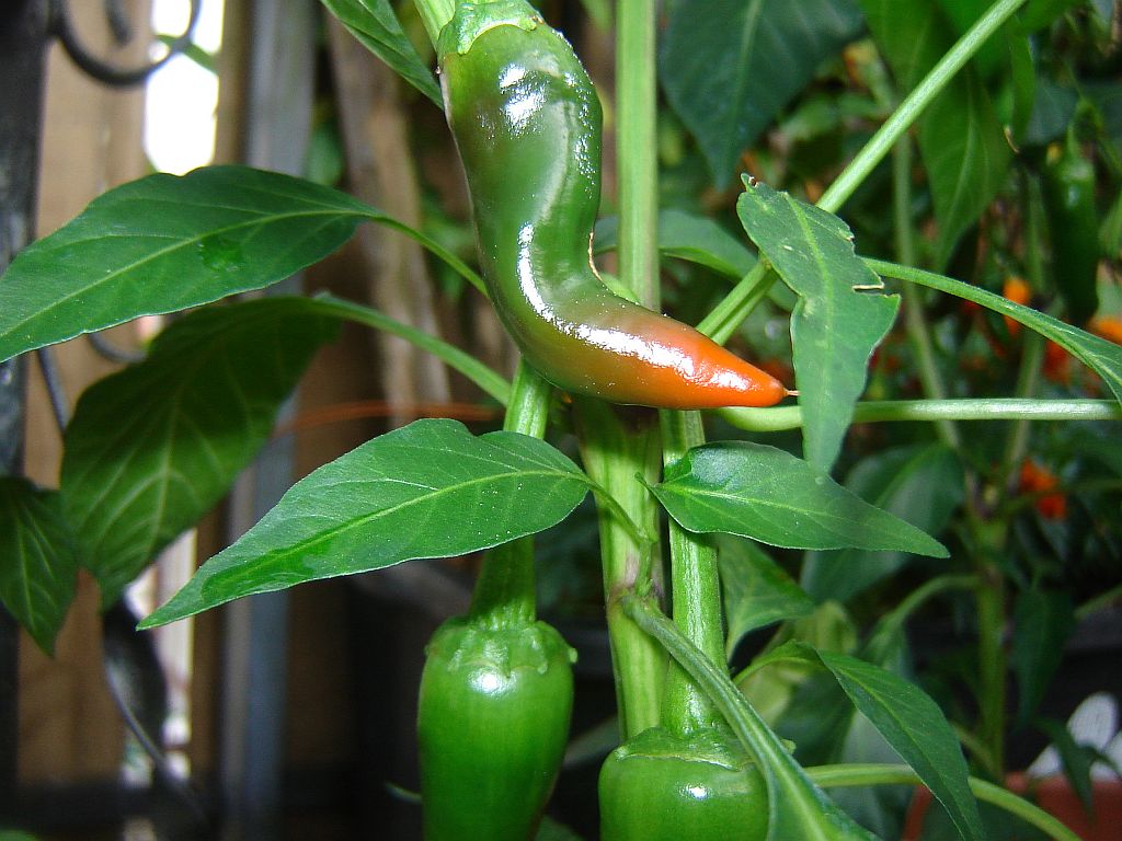 Chiliaussaat_2013_77.jpg