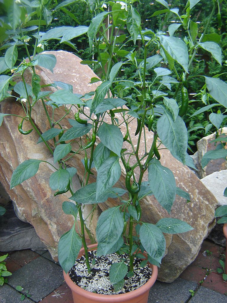 "Cayenne"