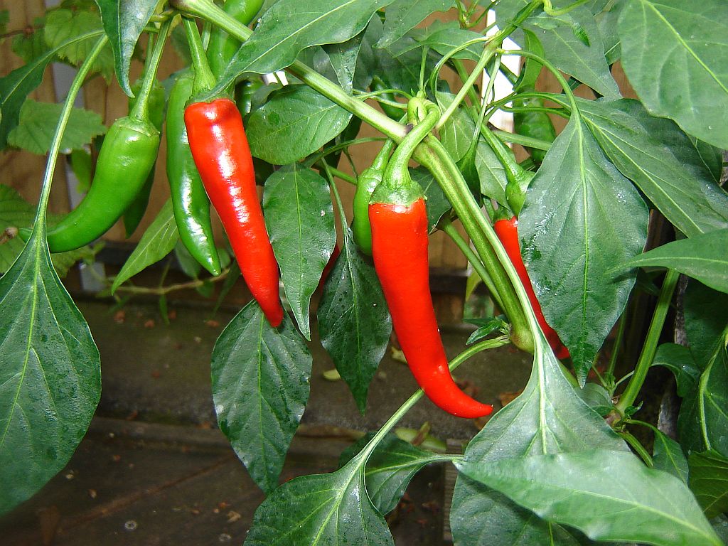 Chiliaussaat_2013_81.jpg