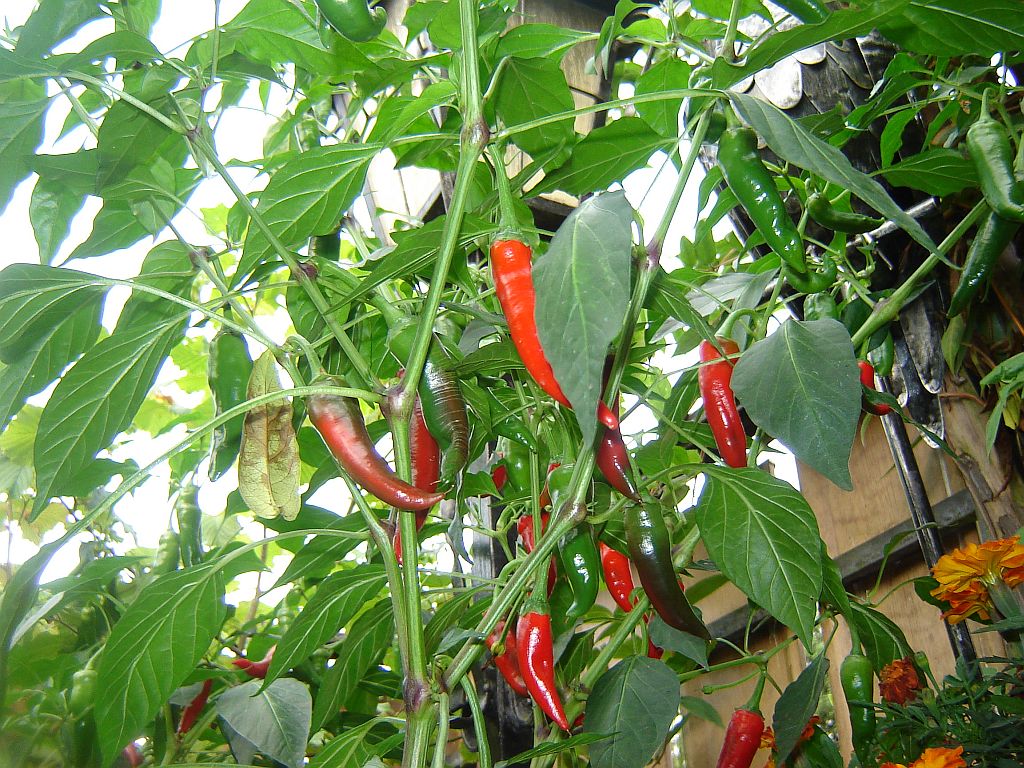 Chiliaussaat_2013_82.jpg