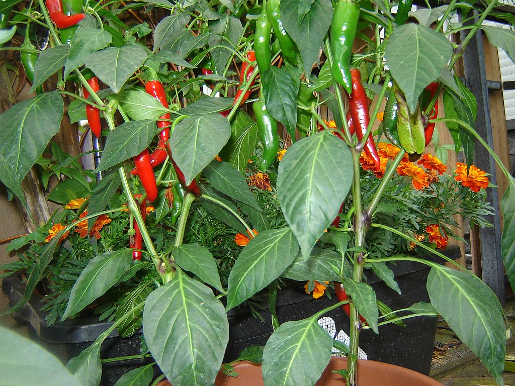 Chiliaussaat_2013_83.jpg