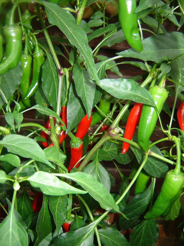 Chiliaussaat_2013_84.jpg
