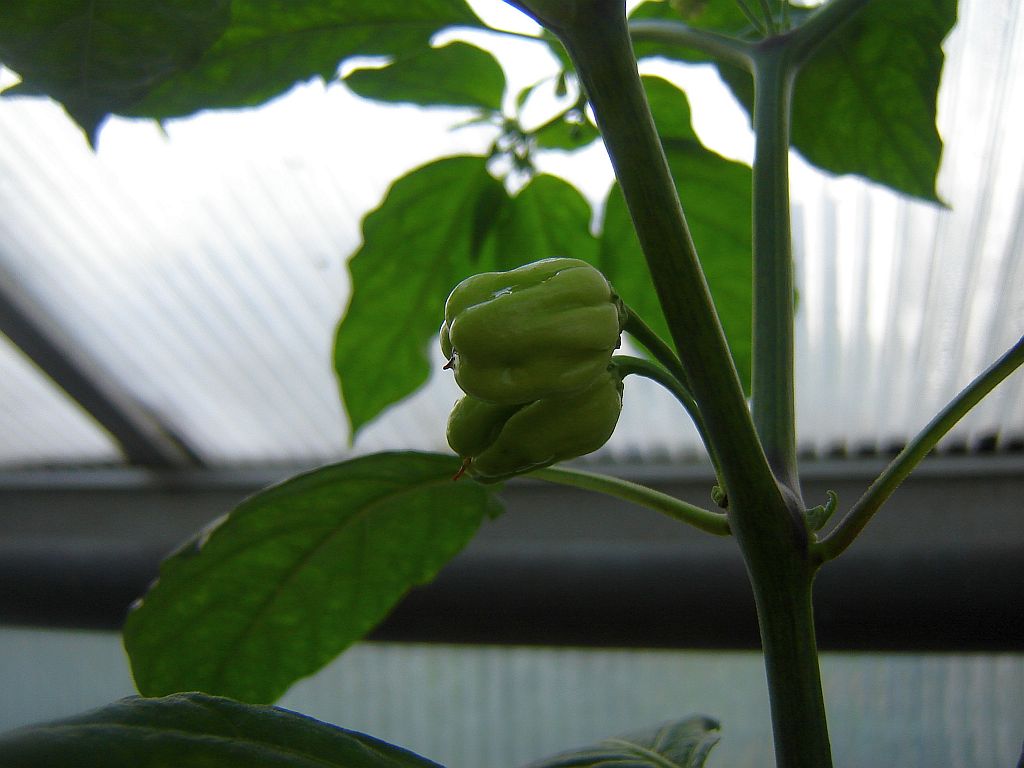 Chiliaussaat_2013_85.jpg