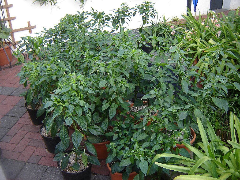 Chiliaussaat_2013_86.jpg