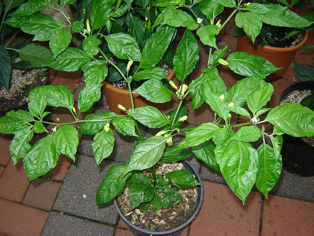 Chiliaussaat_2013_87.jpg