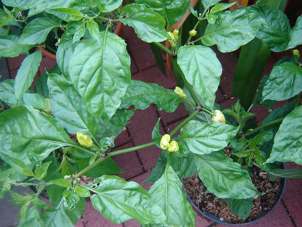 Chiliaussaat_2013_88.jpg