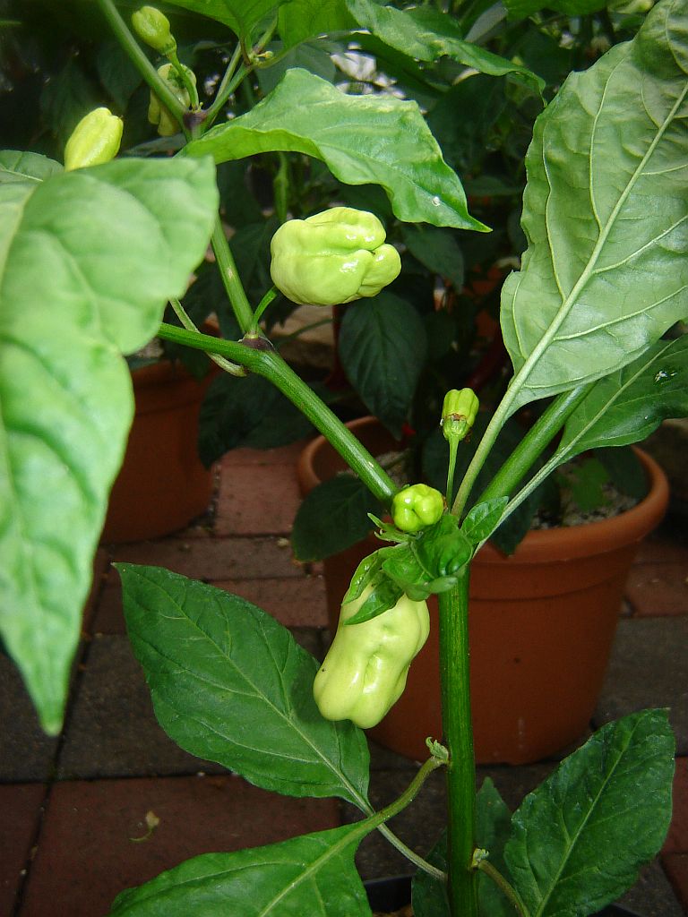 Chiliaussaat_2013_89.jpg