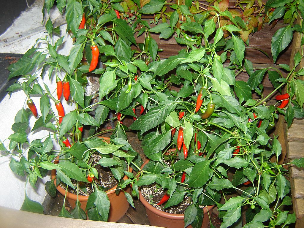 Chiliaussaat_2013_90.jpg