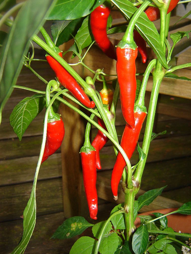 Chiliaussaat_2013_91.jpg