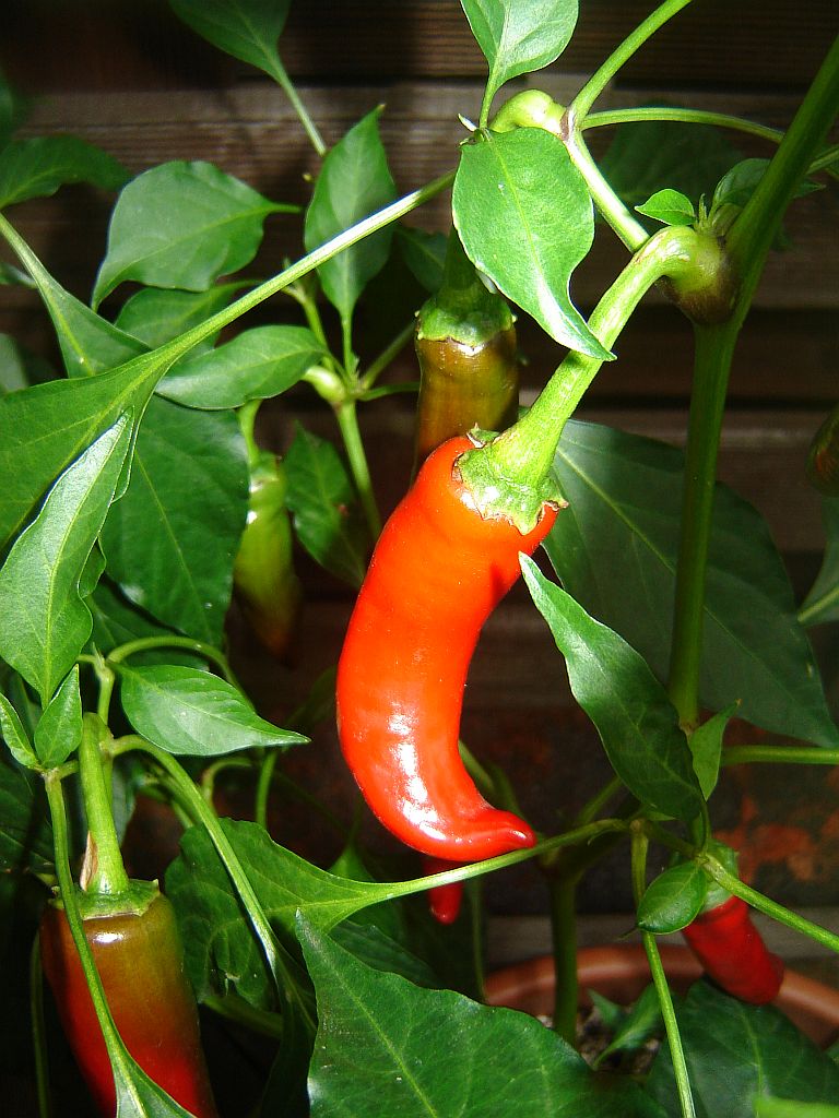Chiliaussaat_2013_92.jpg