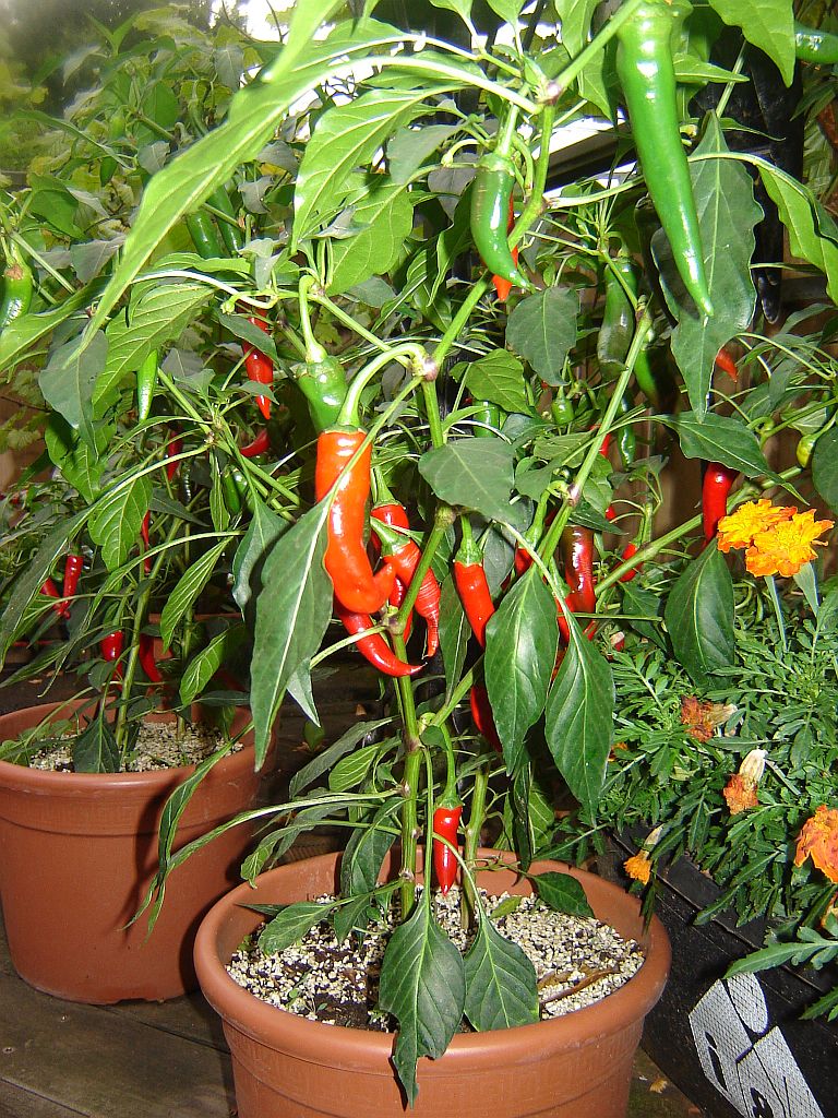 Chiliaussaat_2013_93.jpg
