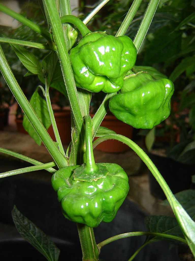 Chiliaussaat_2013_94.jpg