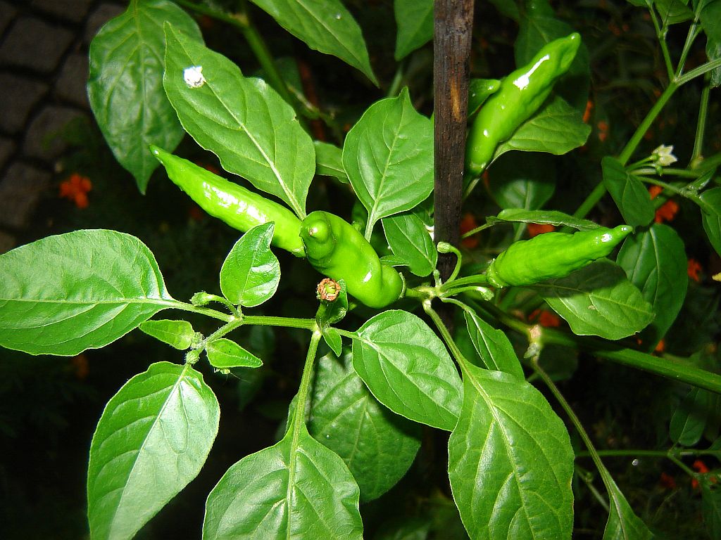 Chiliaussaat_2013_95.jpg