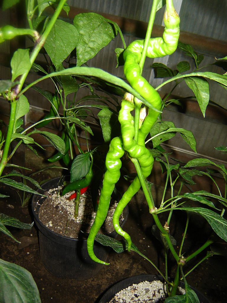 Chiliaussaat_2013_96.jpg