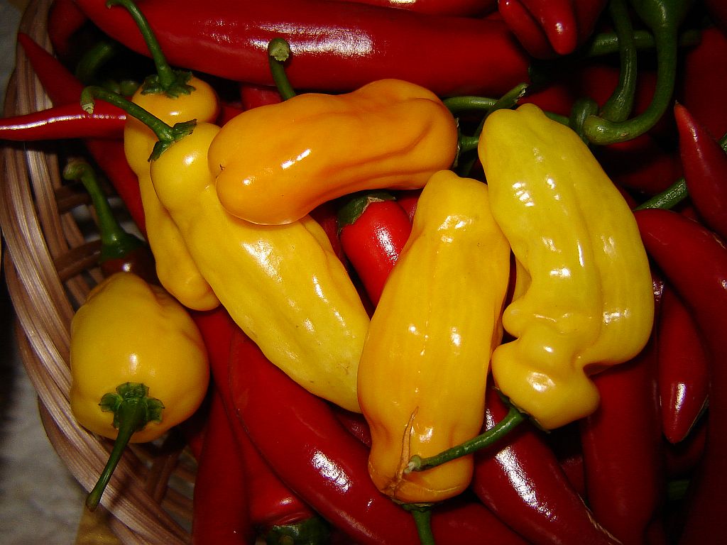 Chiliaussaat_2013_109.jpg