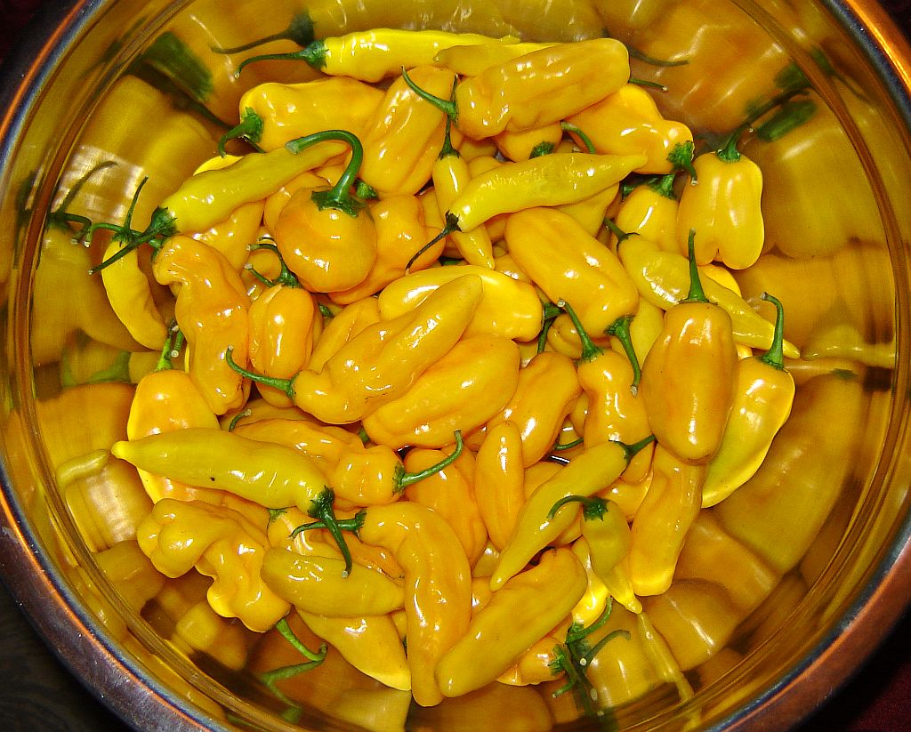 Chiliaussaat_2013_111.jpg