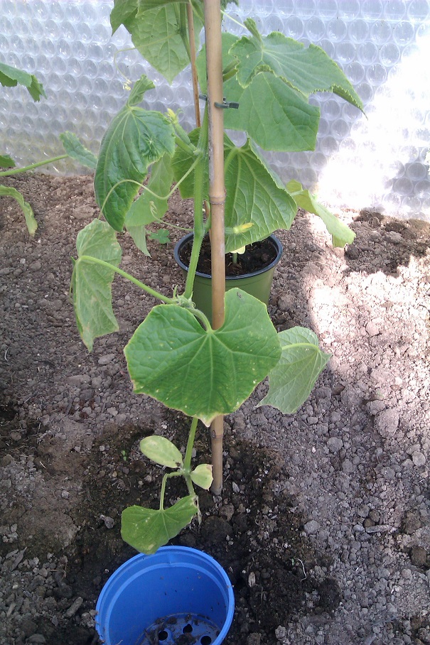 IMAG0085.jpg
