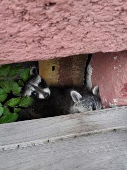 waschbär1.JPG