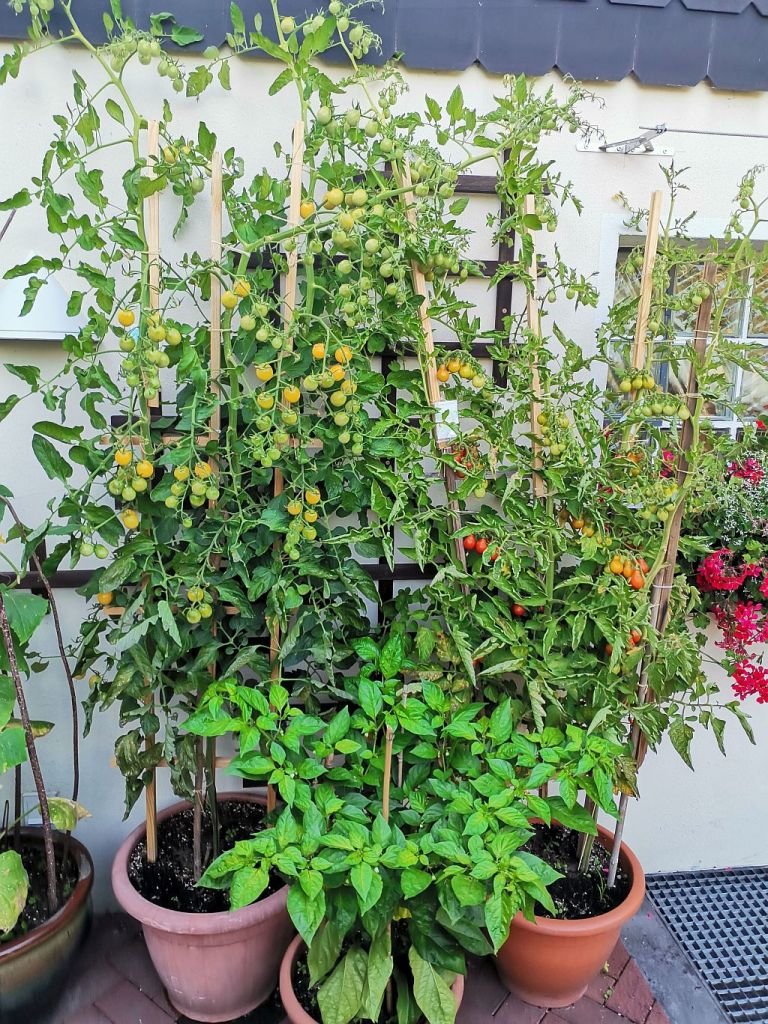 Tomaten_2022_57.jpg
