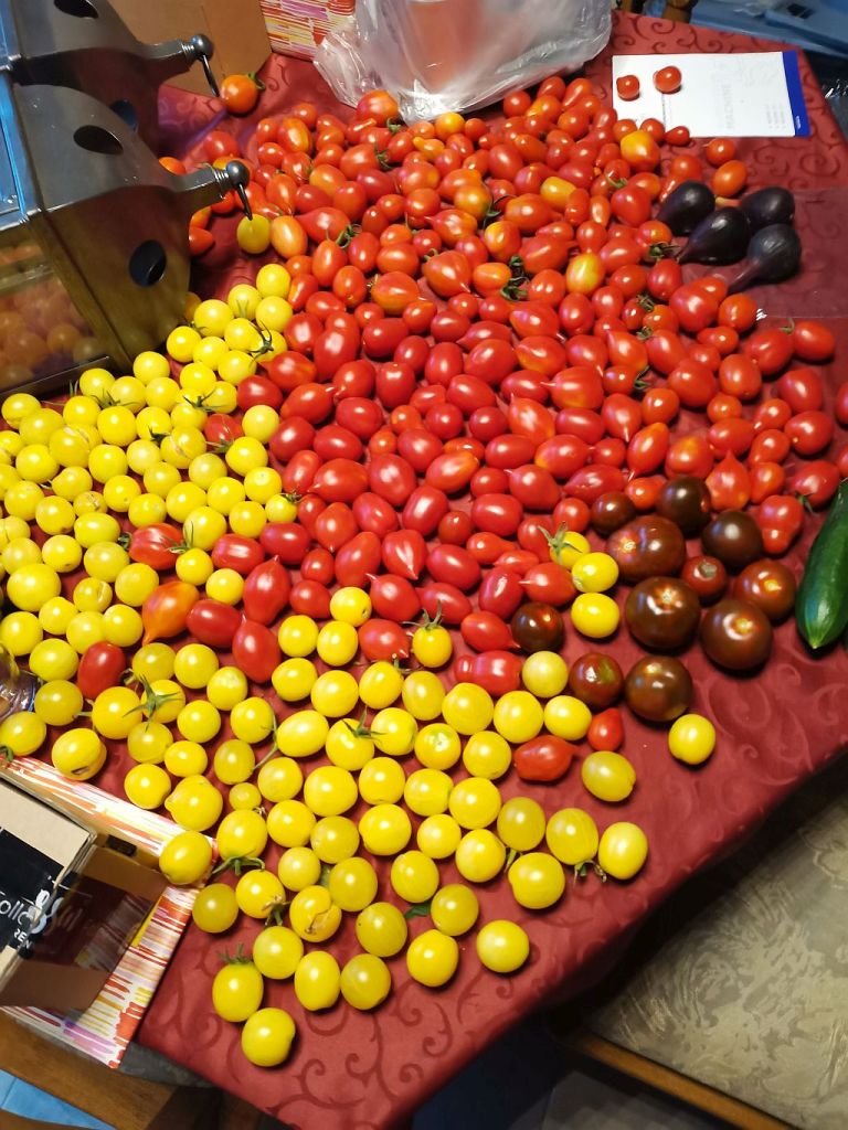 Tomaten_2022_60.jpg