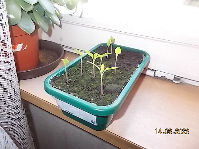 DSCN1282.JPG