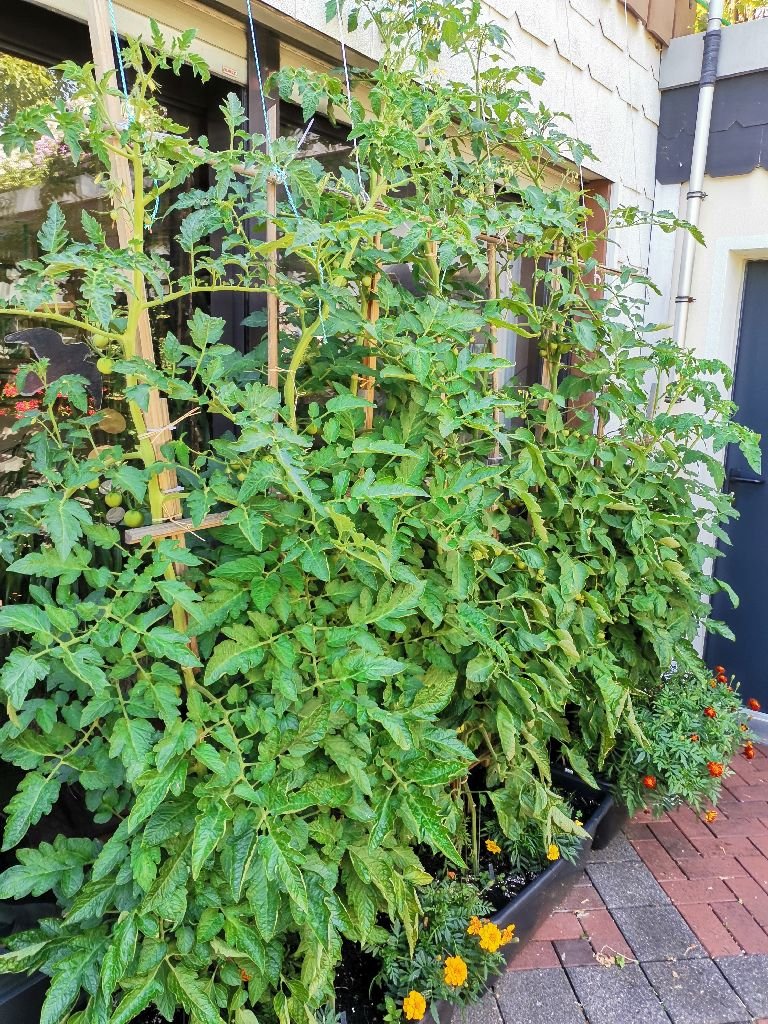 Tomaten_2023_07.jpg