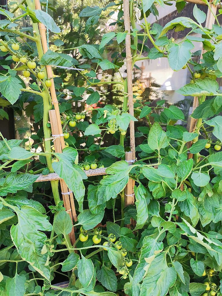 Tomaten_2023_09.jpg