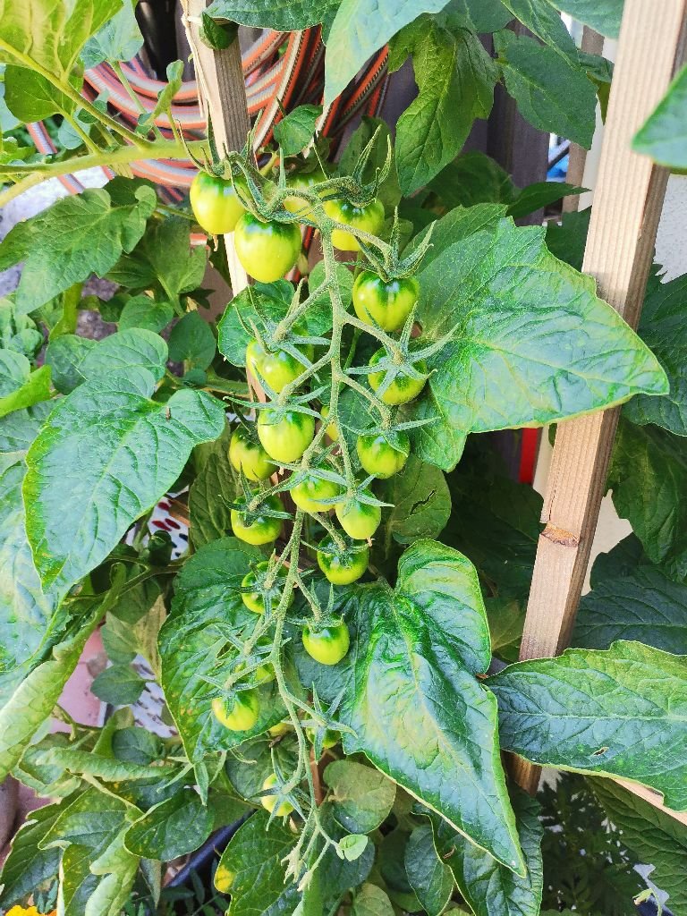 Tomaten_2023_11.jpg