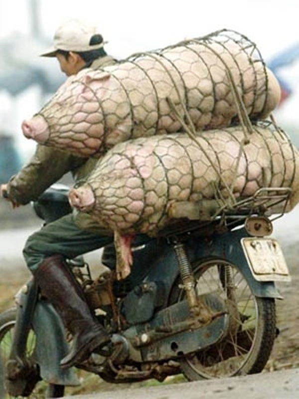 Fleischtransport.jpg
